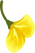 Yellow Flower
